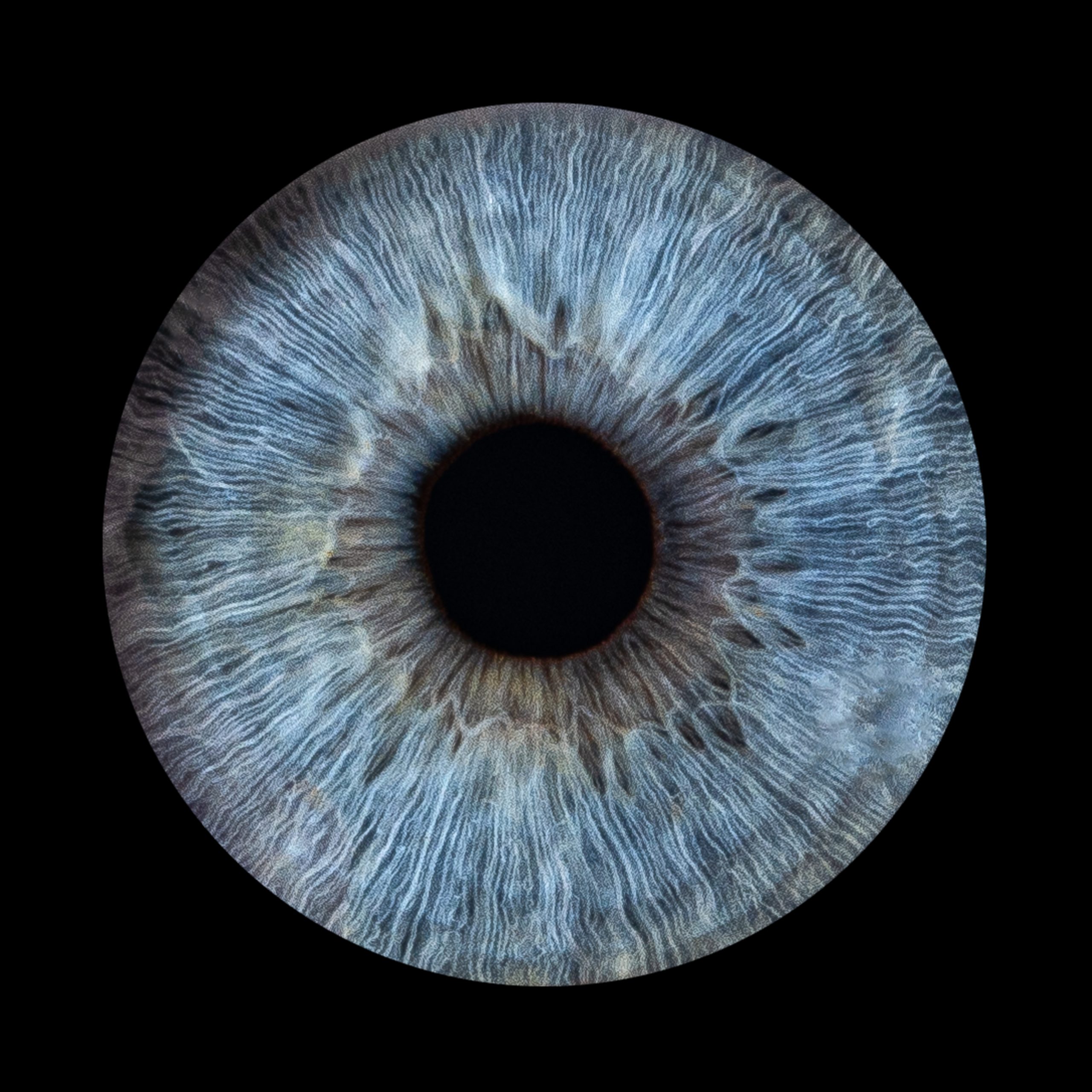 Photo d'iris bleu réalisée au studio Amely J Photography à Ligné