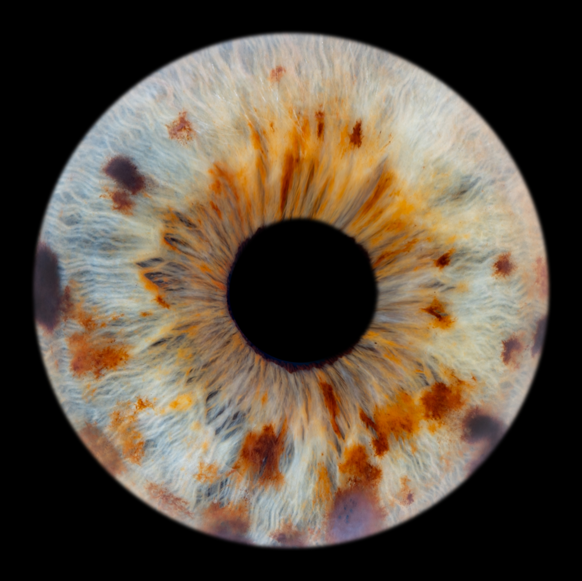 Photo d'iris réalisée par Amely J Photography près de Nantes